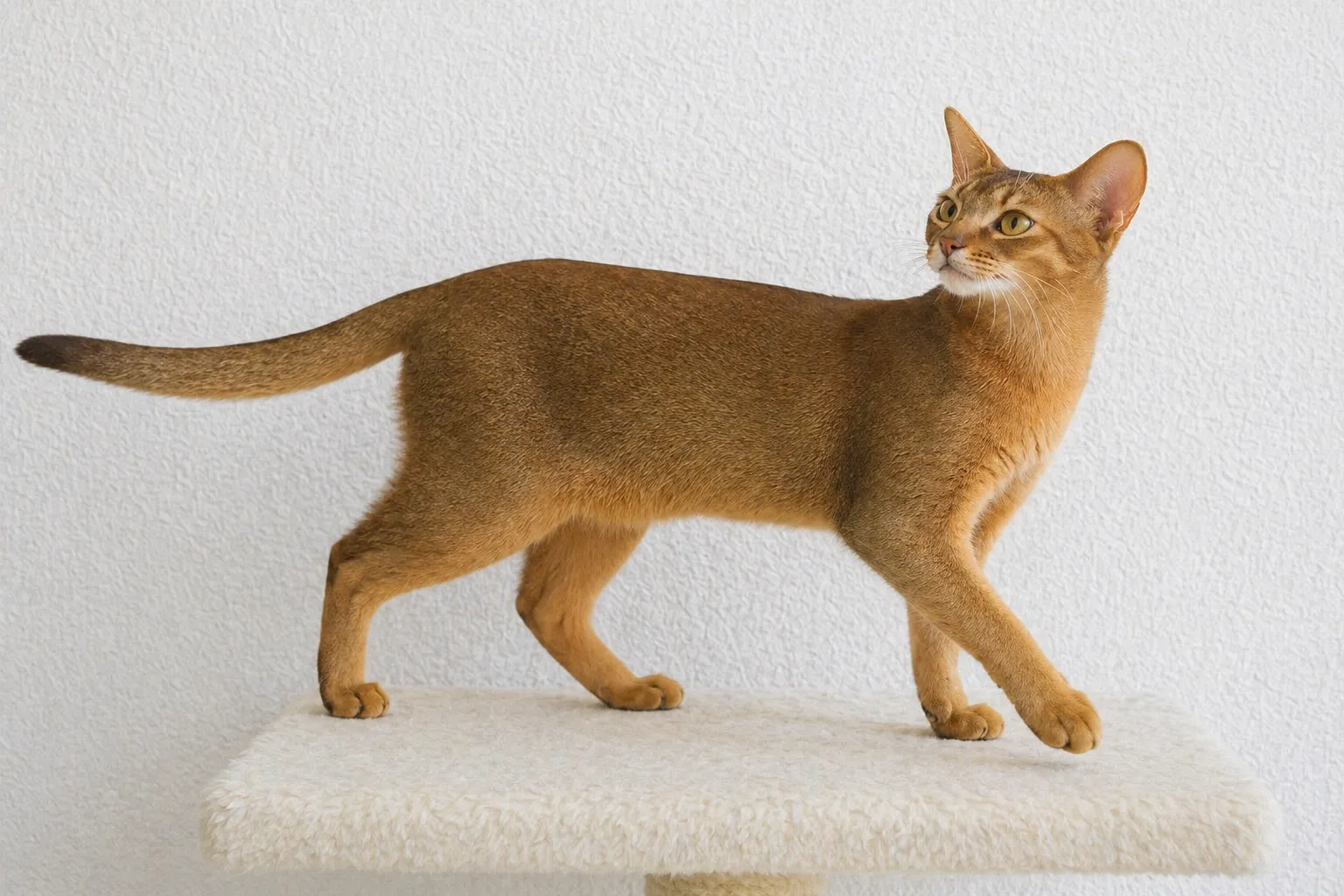 Abyssinian - AI-generated breed portrait