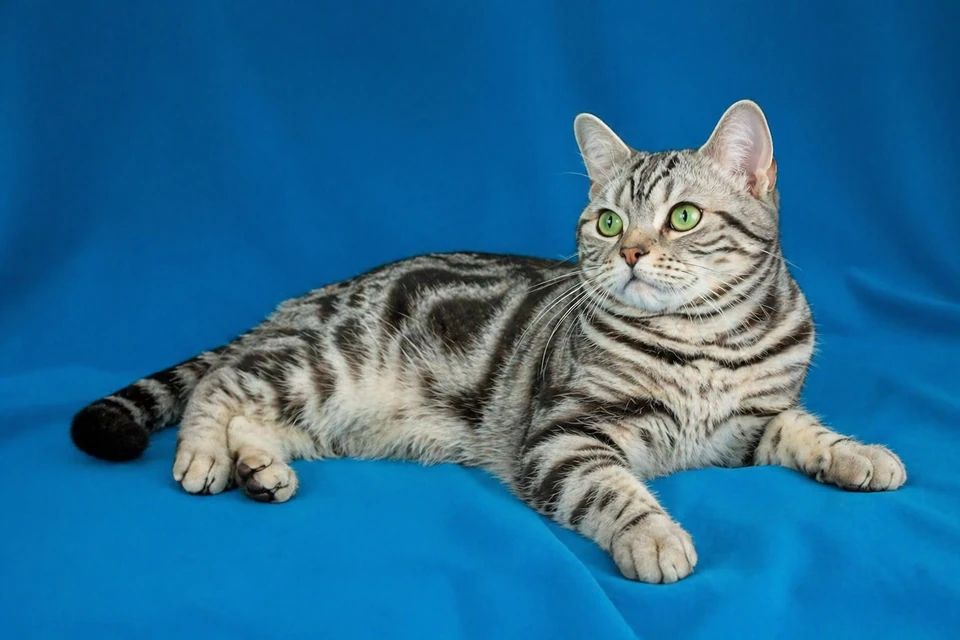 American Shorthair - AI-generated breed portrait