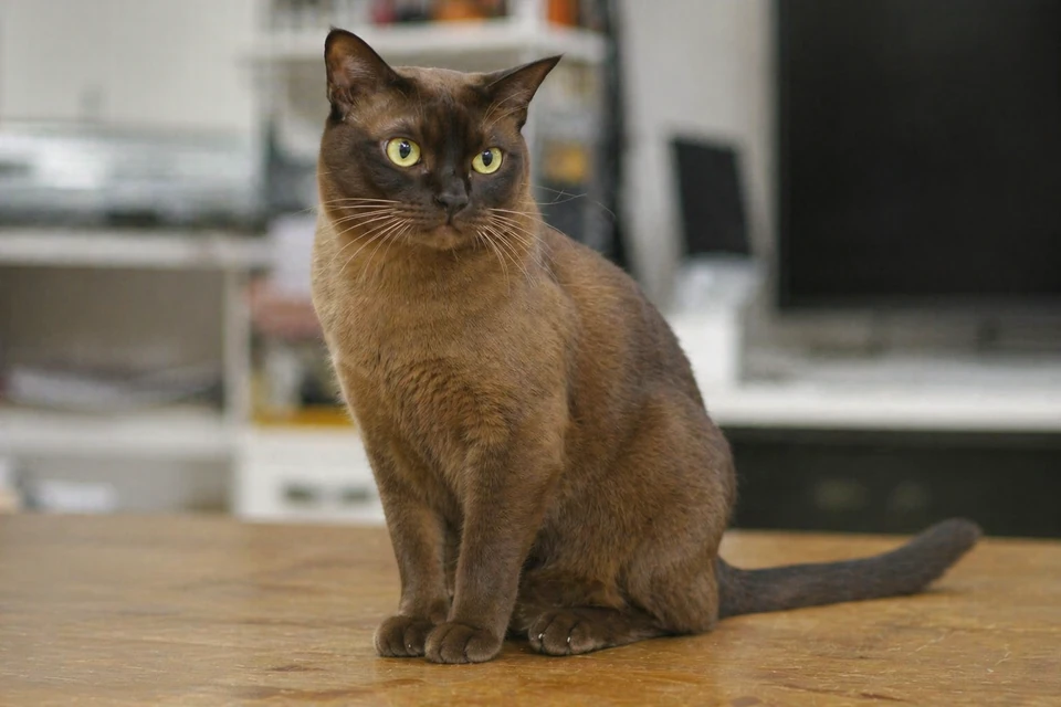 Burmese - AI-generated breed portrait