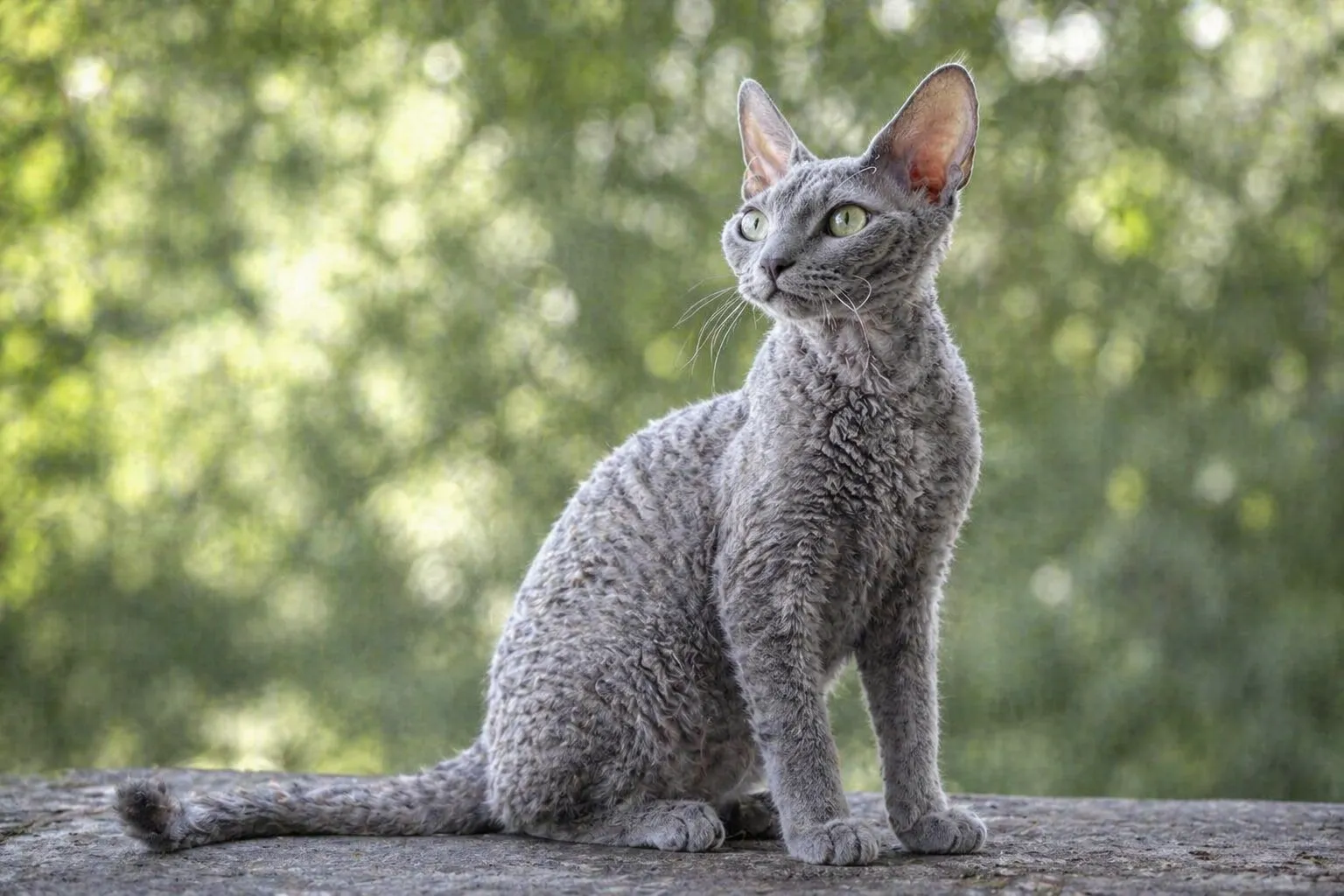 Devon Rex - AI-generated breed portrait