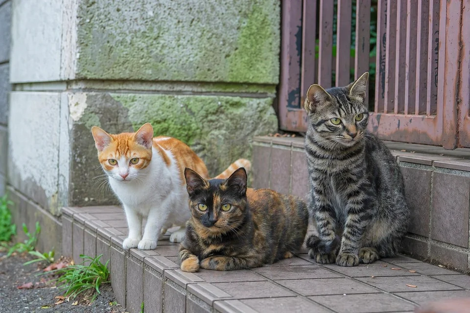 Domestic Shorthair - AI-generated breed portrait