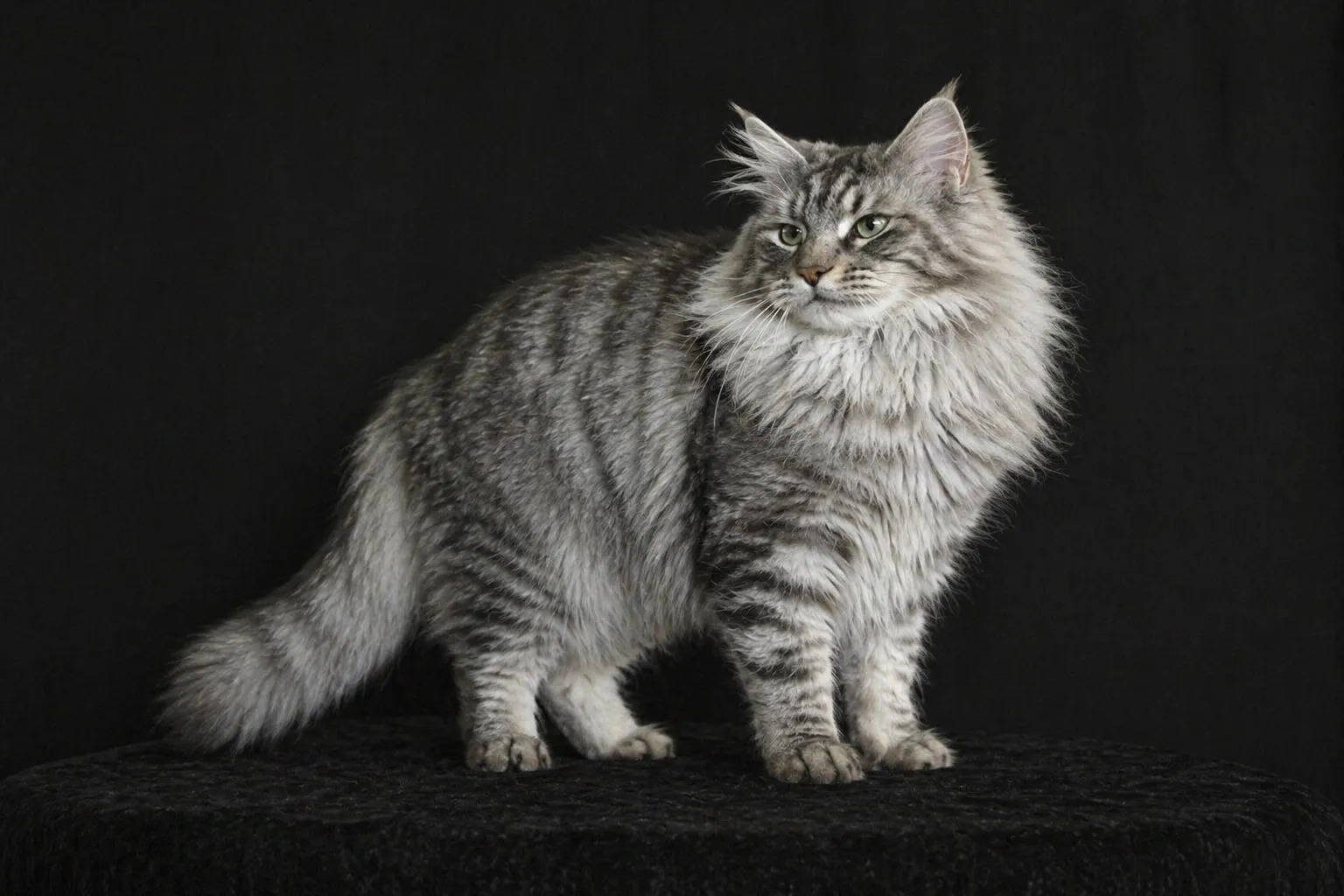 Maine Coon - AI-generated breed portrait