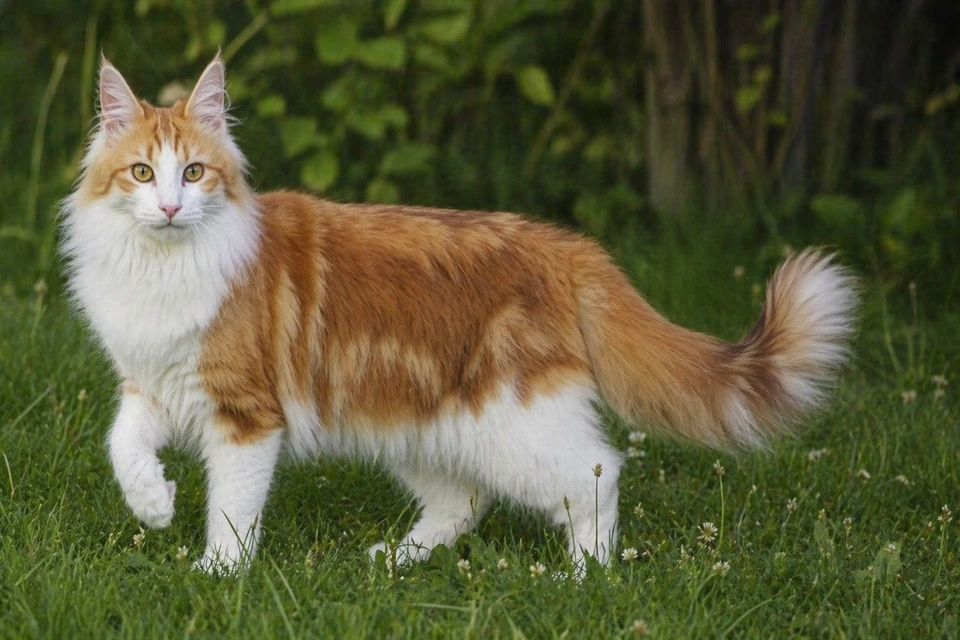 Norwegian Forest Cat - AI-generated breed portrait