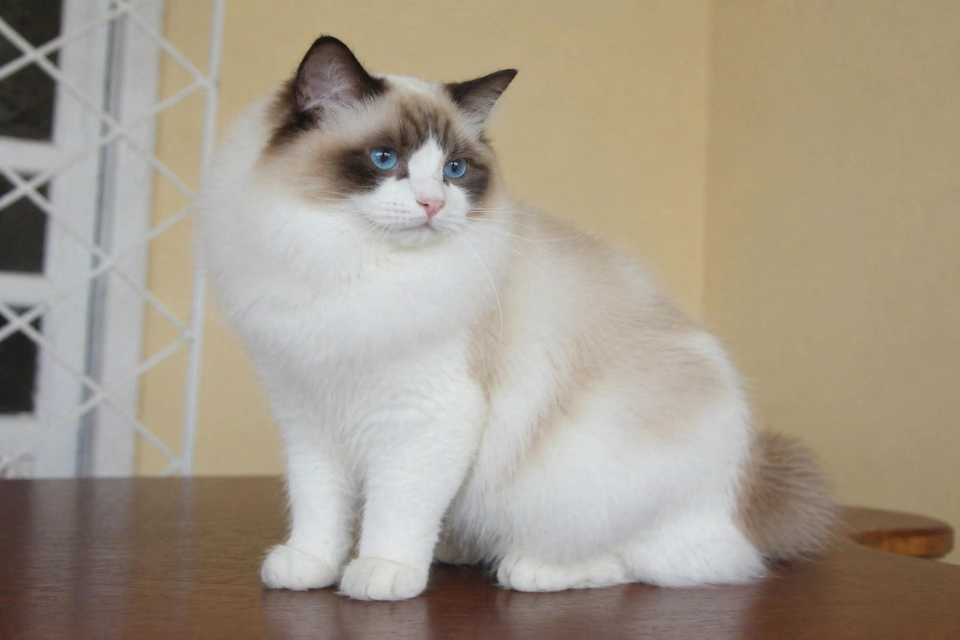 Ragdoll - AI-generated breed portrait