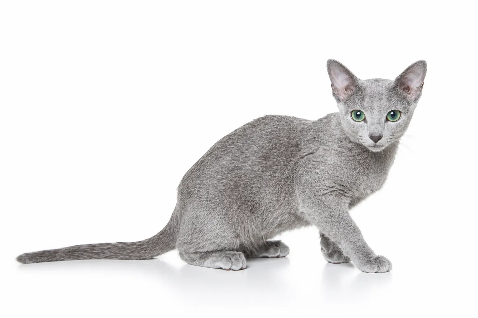 Russian Blue - AI-generated breed portrait