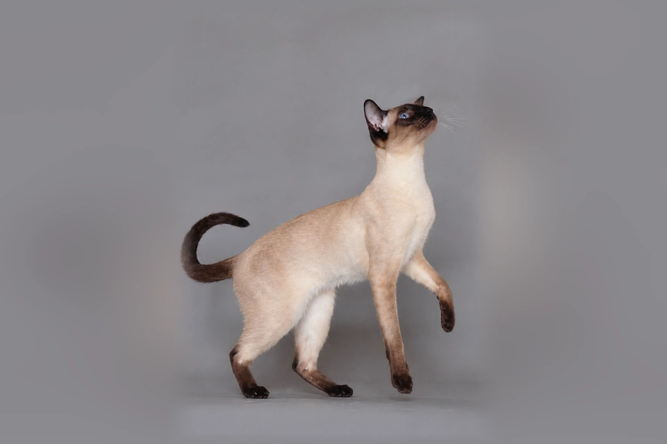 Siamese - AI-generated breed portrait