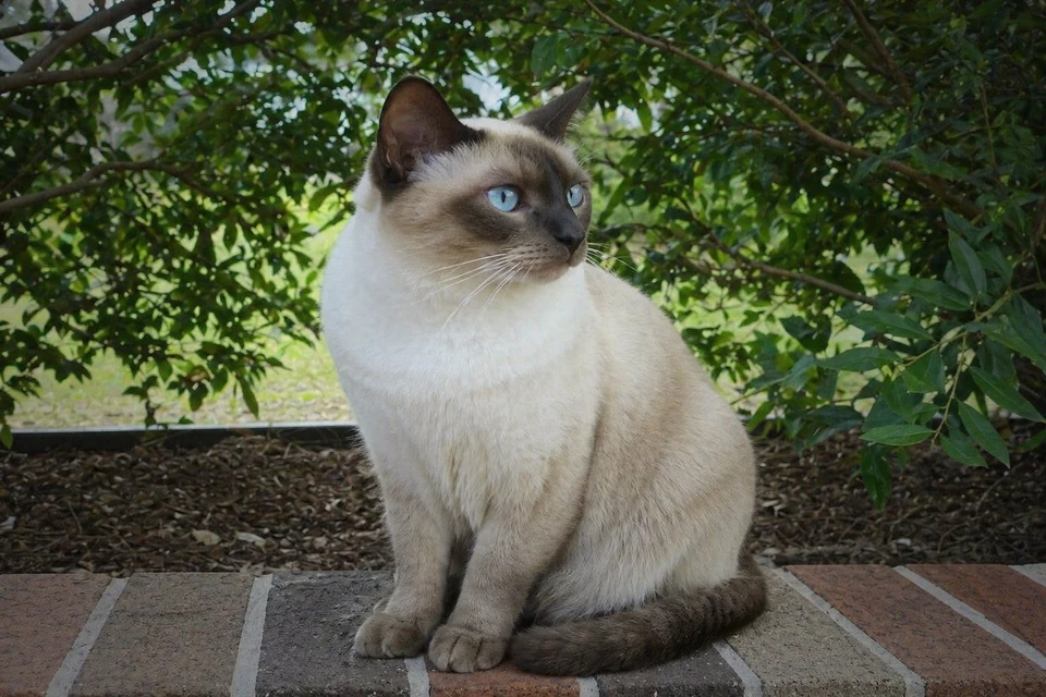 Tonkinese - AI-generated breed portrait