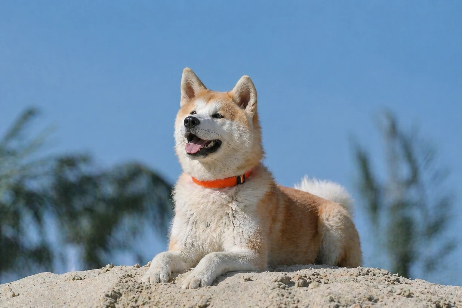 Akita - AI-generated breed portrait