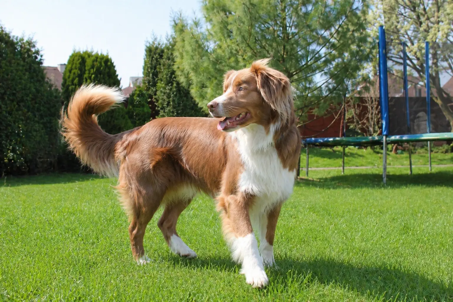 Australian Shepherd - AI-generated breed portrait