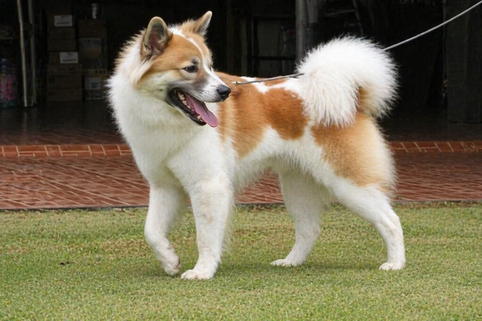 Thai Bangkaew - AI-generated breed portrait