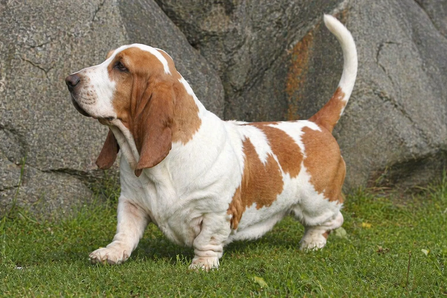 Basset Hound - AI-generated breed portrait