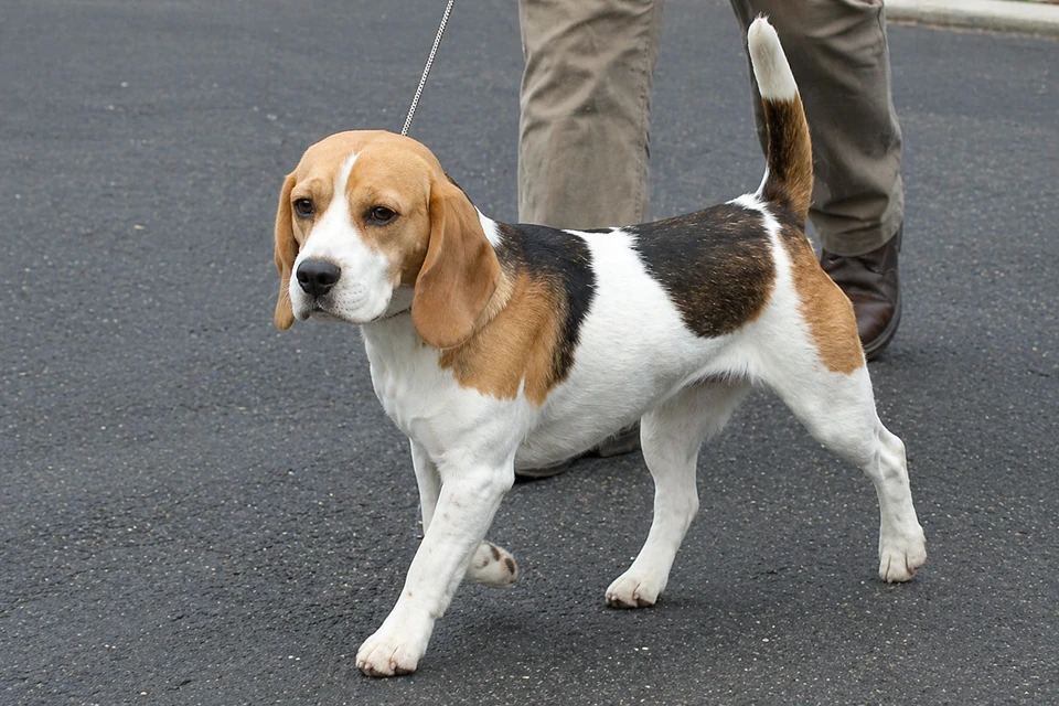 Beagle - AI-generated breed portrait
