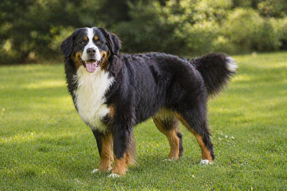 Bernese Mountain Dog - AI-generated breed portrait