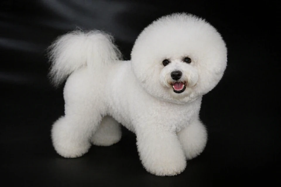 Bichon Frise - AI-generated breed portrait