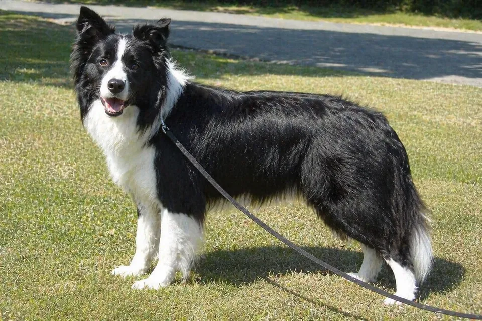 Border Collie - AI-generated breed portrait