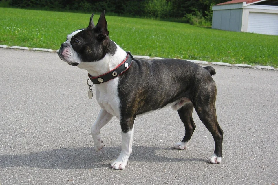 Boston Terrier - AI-generated breed portrait