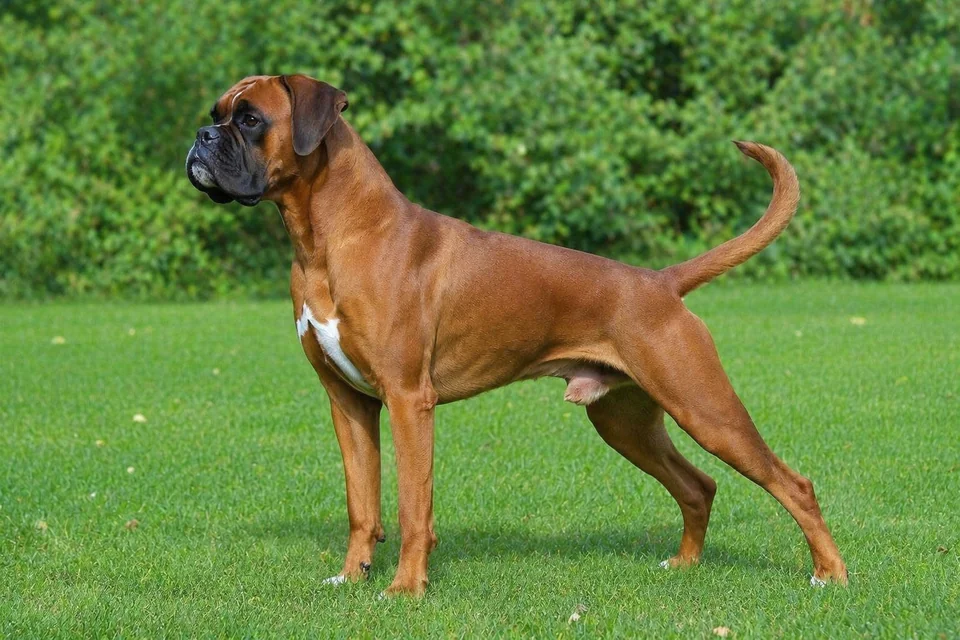 Boxer - AI-generated breed portrait