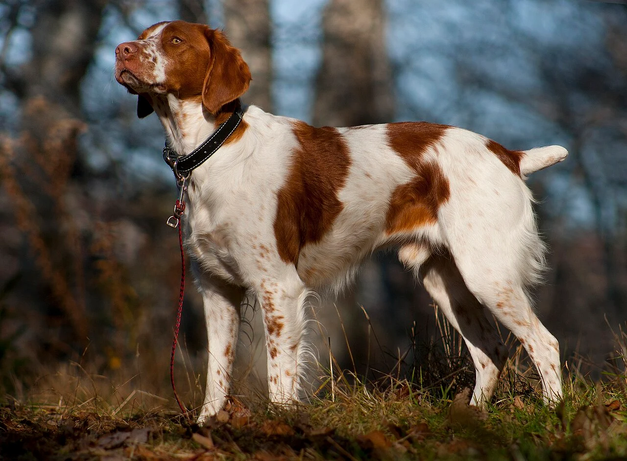 Brittany - AI-generated breed portrait