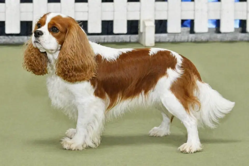 Cavalier King Charles Spaniel - AI-generated breed portrait