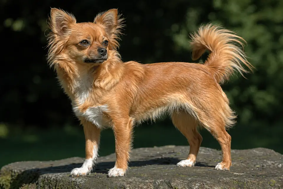 Chihuahua - AI-generated breed portrait