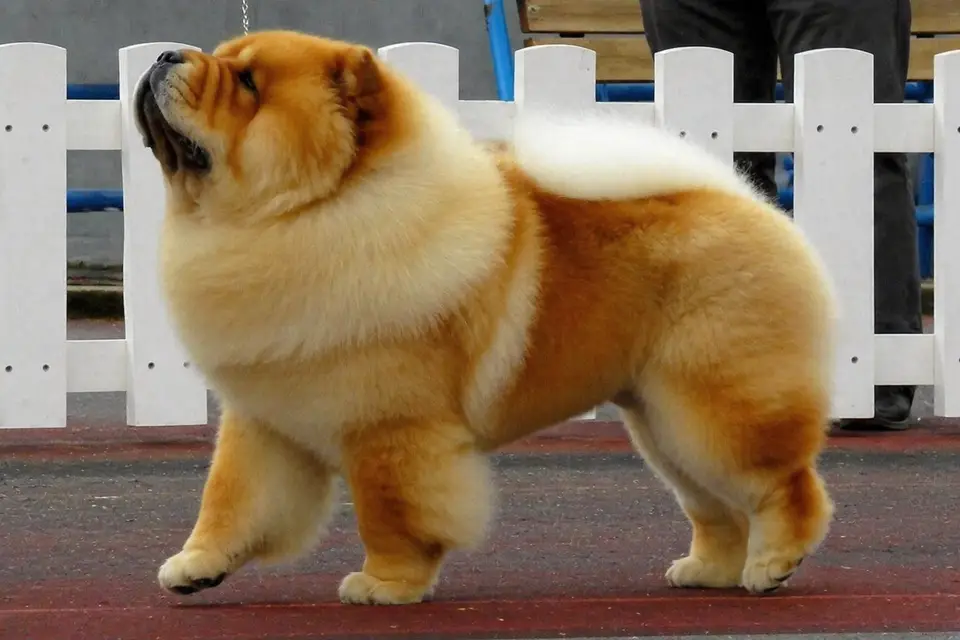 Chow Chow - AI-generated breed portrait