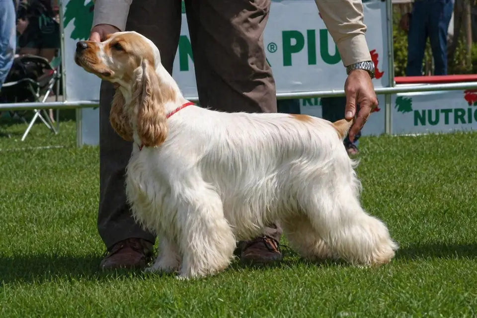 Cocker Spaniel - AI-generated breed portrait