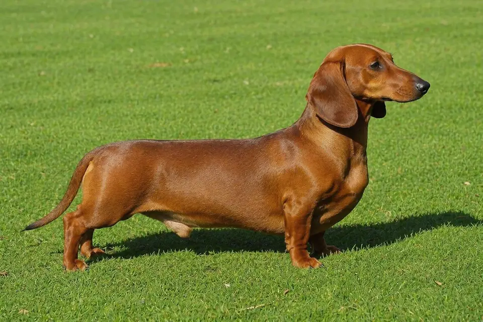 Dachshund - AI-generated breed portrait