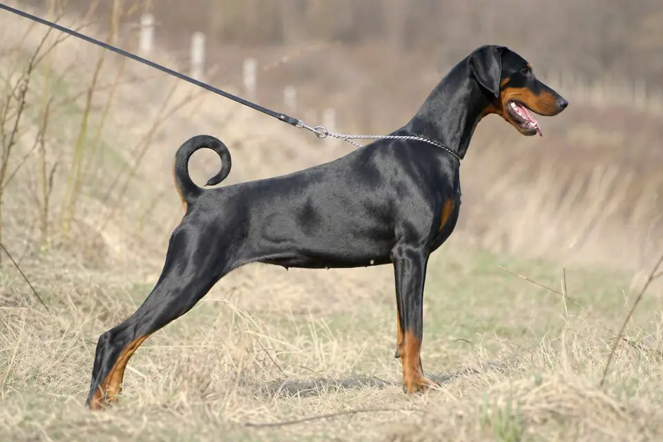 Doberman Pinscher - AI-generated breed portrait
