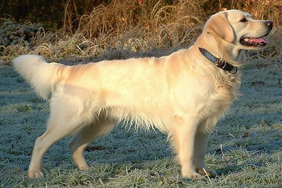 Golden Retriever - AI-generated breed portrait