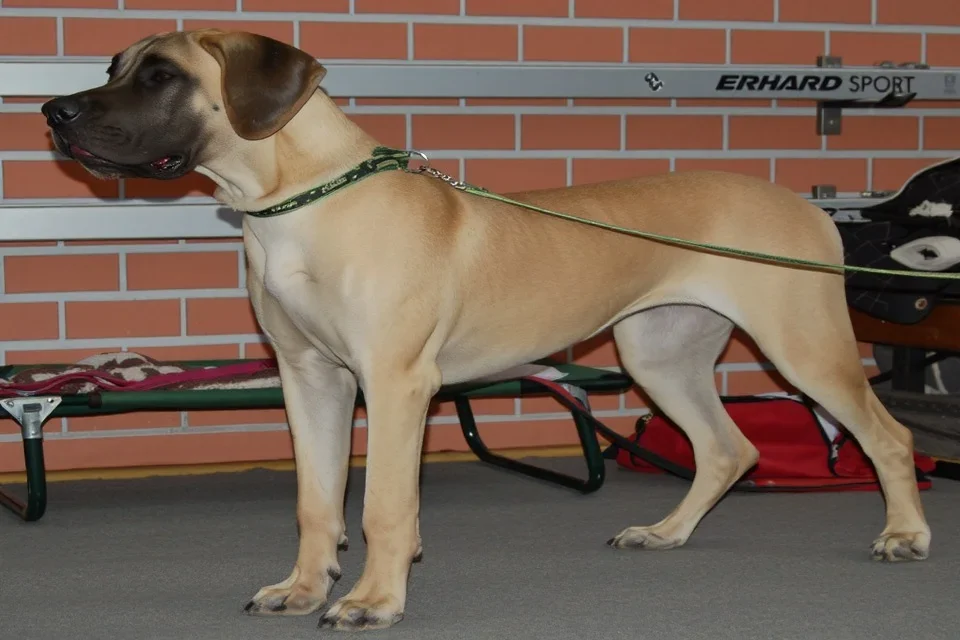 Great Dane - AI-generated breed portrait
