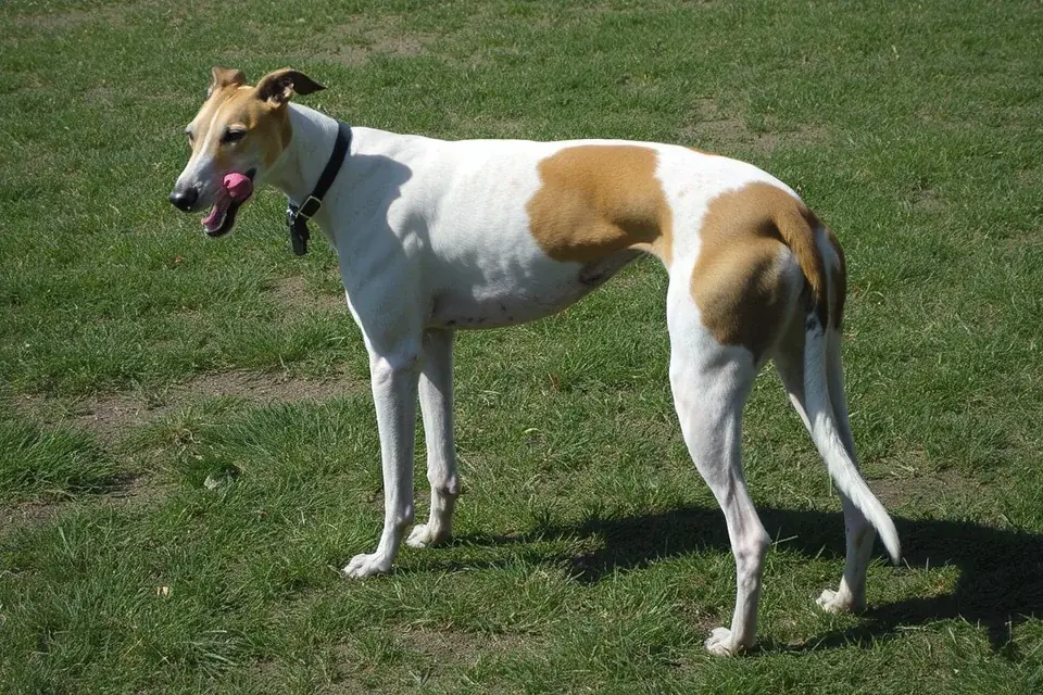 Greyhound - AI-generated breed portrait