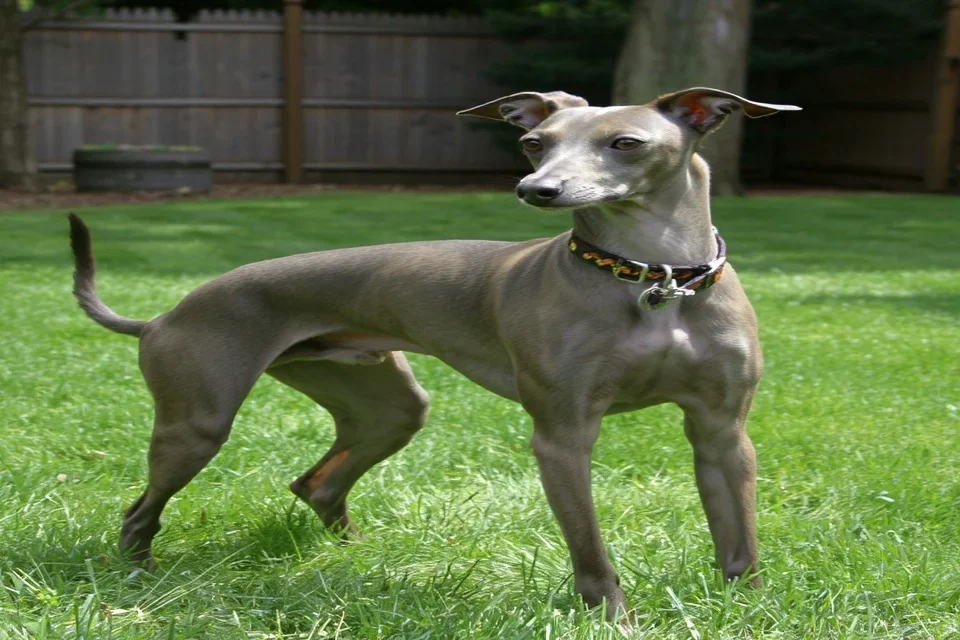 Italian Greyhound - AI-generated breed portrait