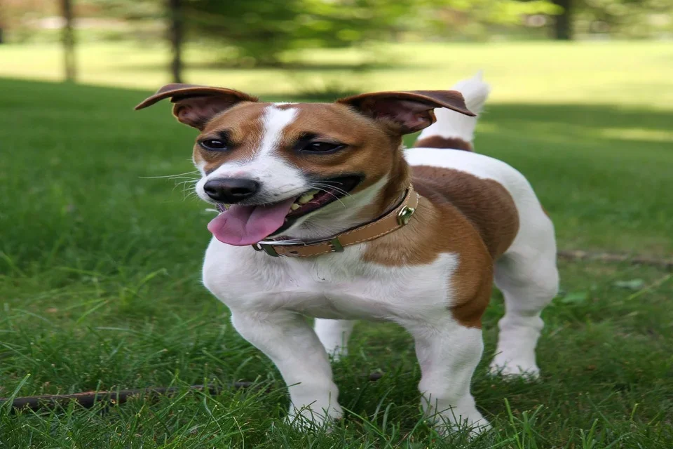 Jack Russell Terrier - AI-generated breed portrait
