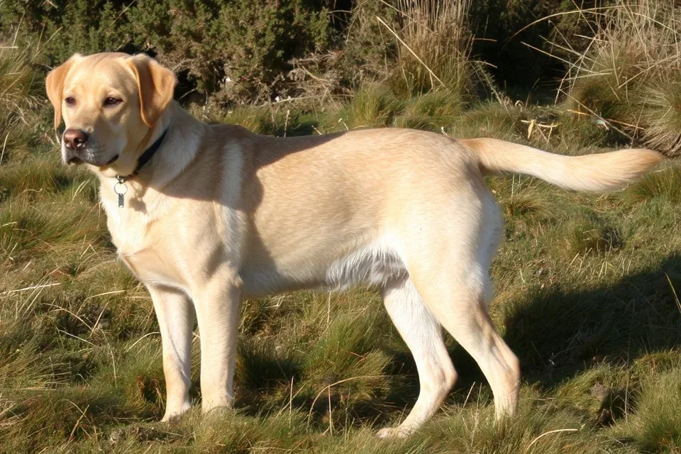 Labrador Retriever - AI-generated breed portrait