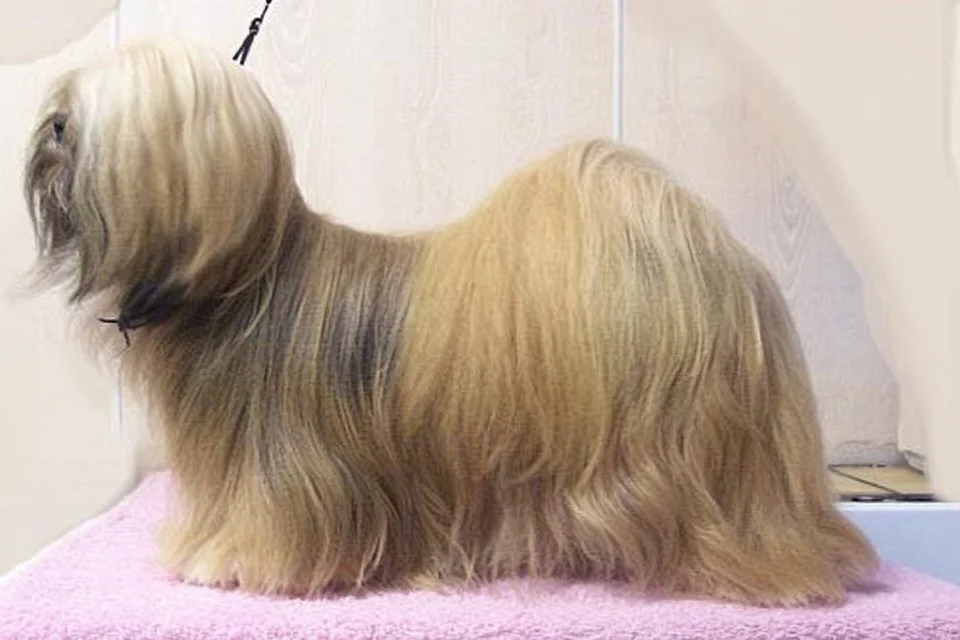 Lhasa Apso - AI-generated breed portrait