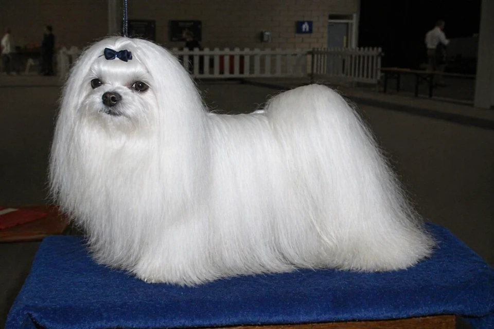 Maltese - AI-generated breed portrait