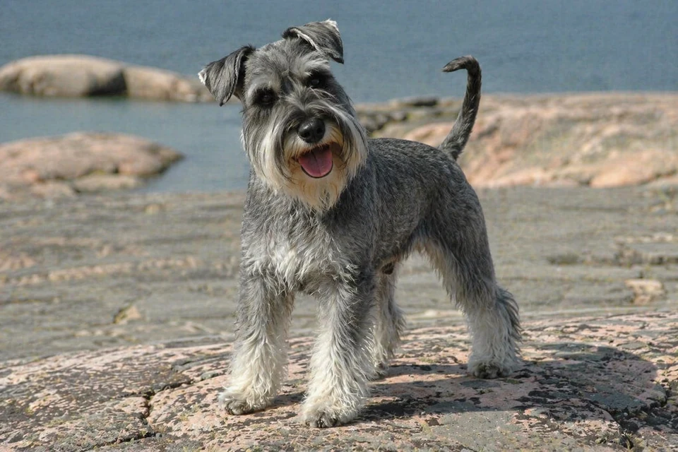 Miniature Schnauzer - AI-generated breed portrait