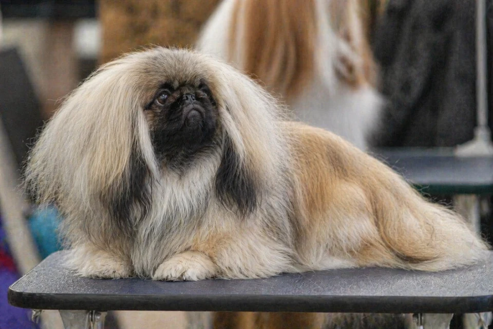 Pekingese - AI-generated breed portrait