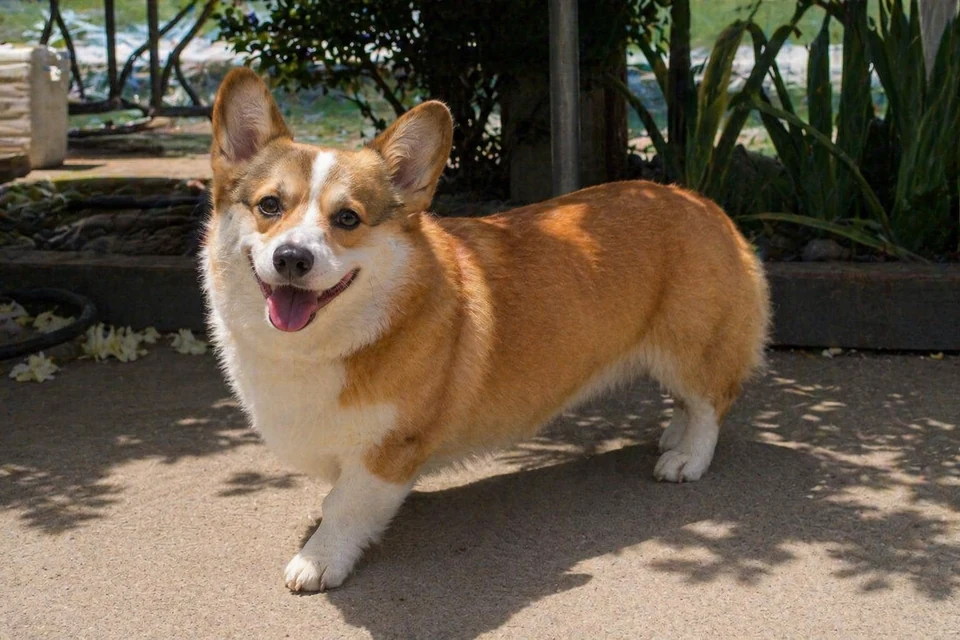 Pembroke Welsh Corgi - AI-generated breed portrait