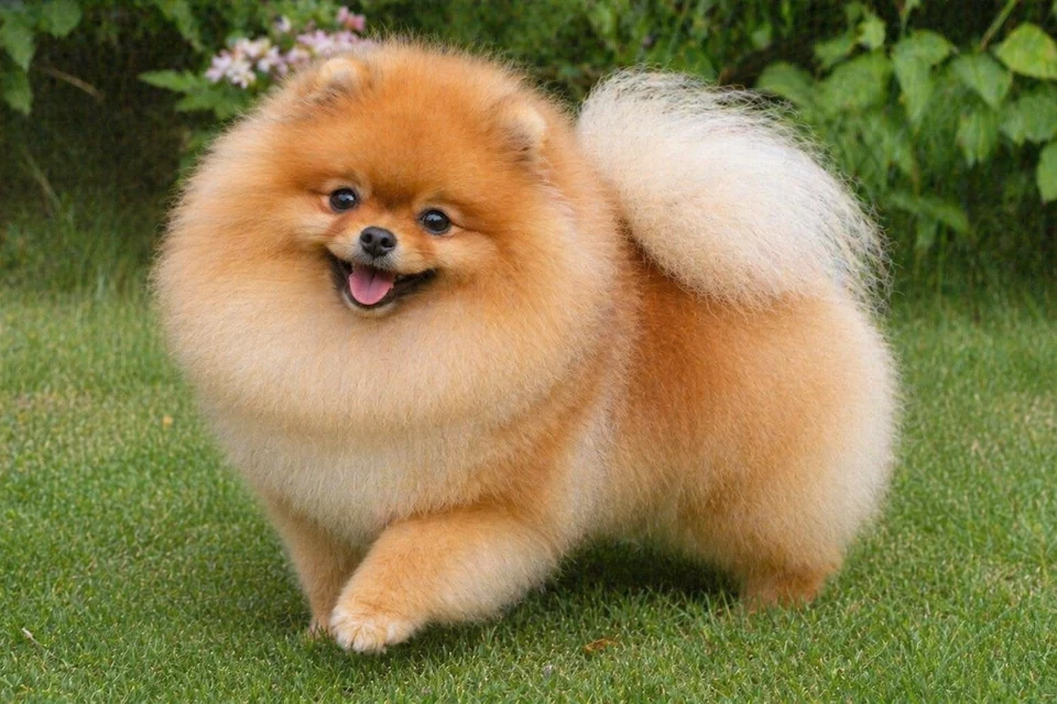Pomeranian - AI-generated breed portrait