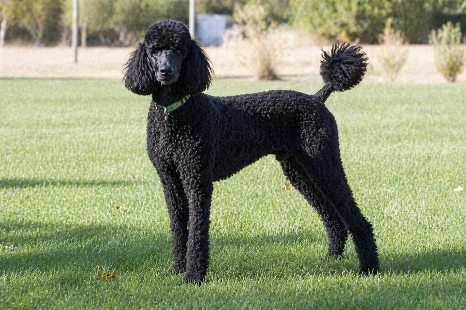 Poodle - AI-generated breed portrait