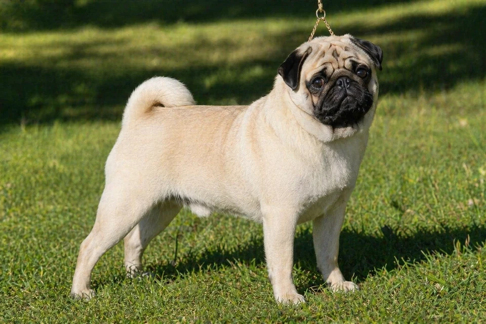 Pug - AI-generated breed portrait