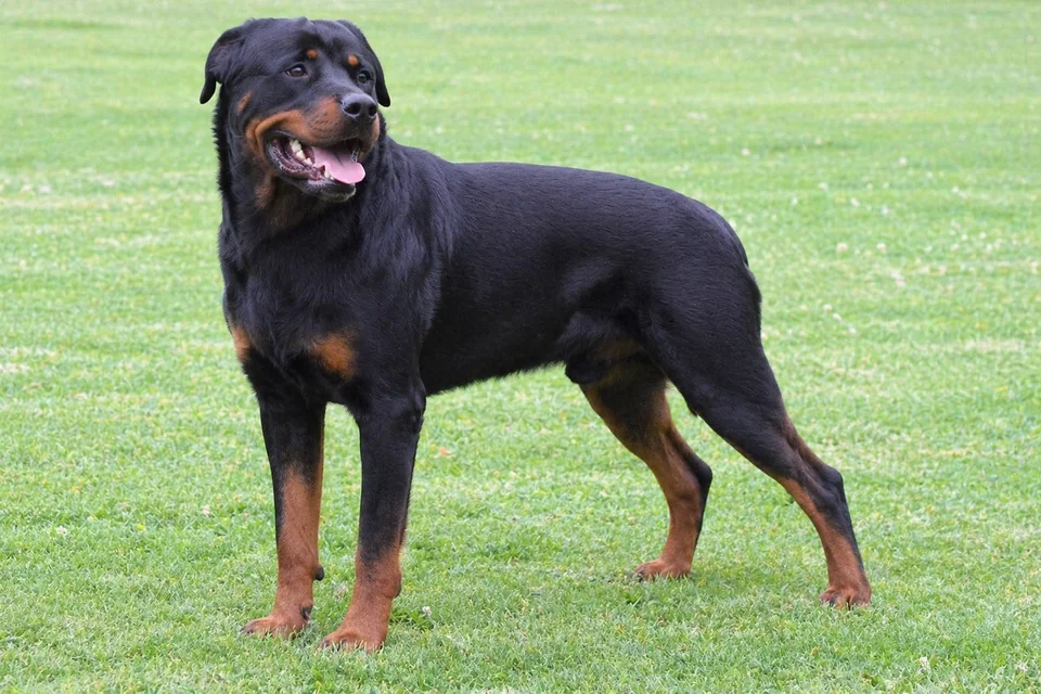 Rottweiler - AI-generated breed portrait