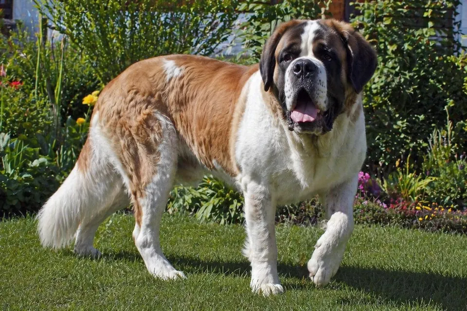 Saint Bernard - AI-generated breed portrait