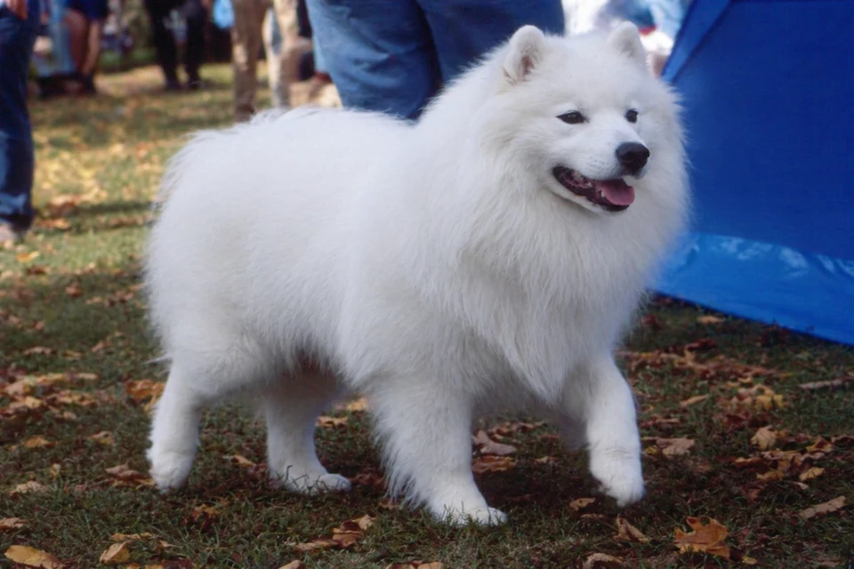 Samoyed - AI-generated breed portrait
