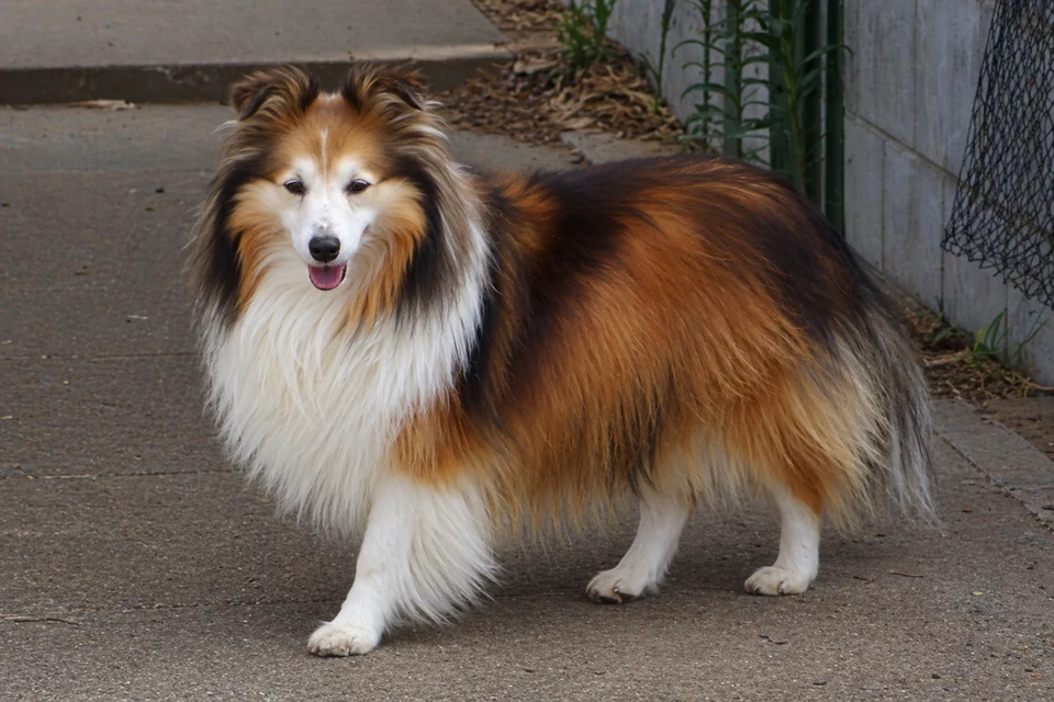Shetland Sheepdog - AI-generated breed portrait