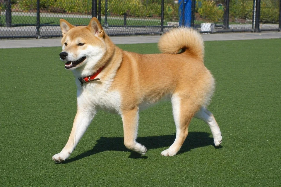 Shiba Inu - AI-generated breed portrait