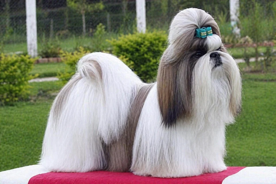 Shih Tzu - AI-generated breed portrait