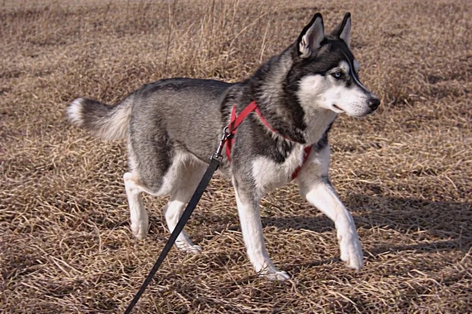 Siberian Husky - AI-generated breed portrait