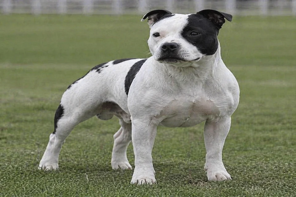 Staffordshire Bull Terrier - AI-generated breed portrait